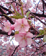 200120412_sakura.jpg