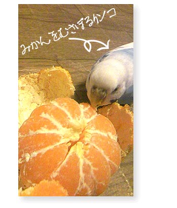 20101223inko.jpg