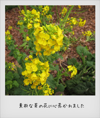 20110407_na.jpg