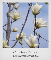 20110414mag.jpg