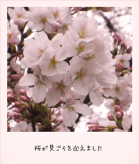 20110414sakura.jpg