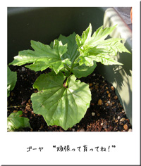 20110526-1.jpg