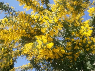 20120419_mimoza.jpg