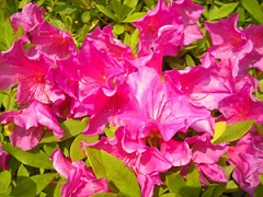 20120524_03.jpg