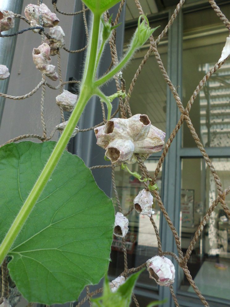 http://www.brooks.co.jp/brooksblog/20130801-2.jpg