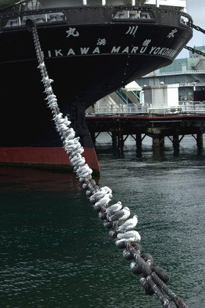 201405hikawamaru2.jpg