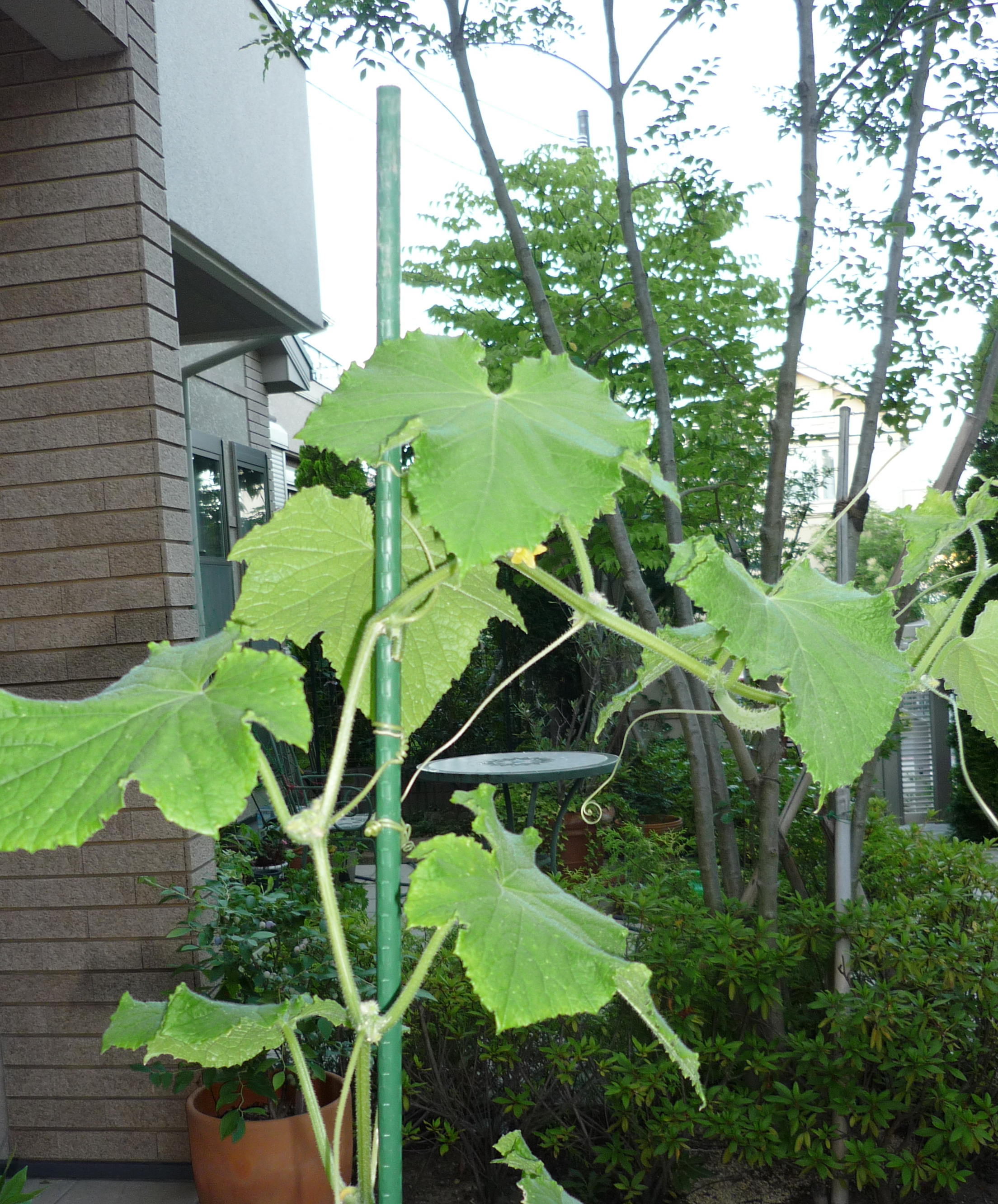 cucumber.jpg