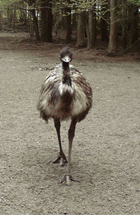 emu.jpg