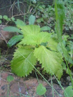 090806_1715~01.jpg