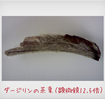 110804_2.jpg