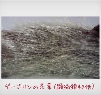 110804_3.jpg
