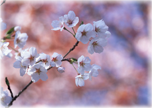 20120315_1.jpg