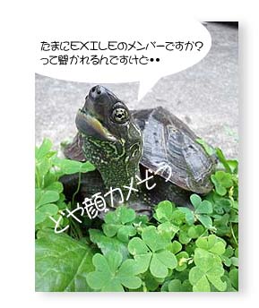 kame01.jpg