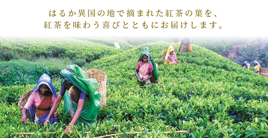 はるか異国の地で摘まれた紅茶の葉を、紅茶を味わう喜びとともにお届けします。