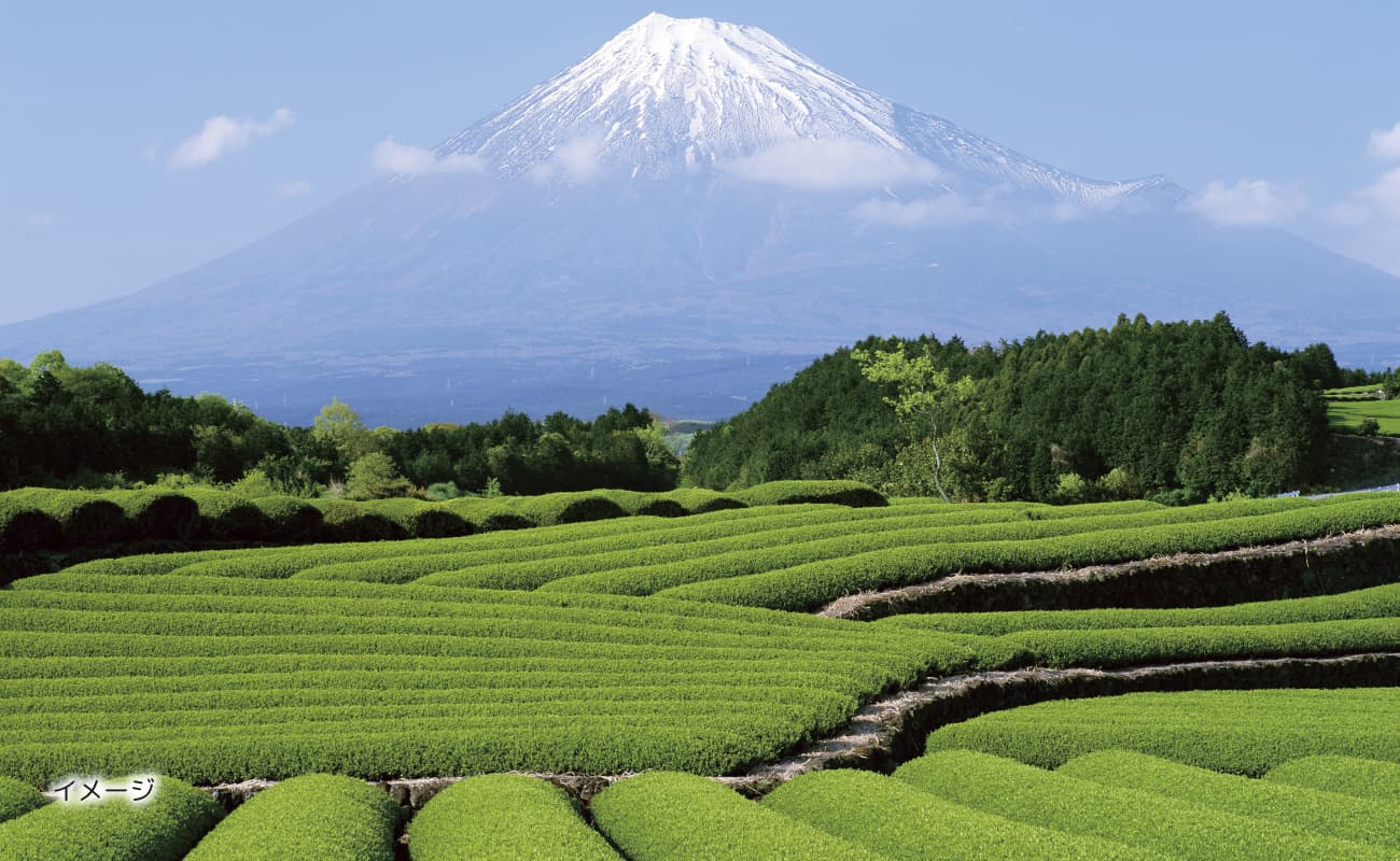 厳選した茶葉