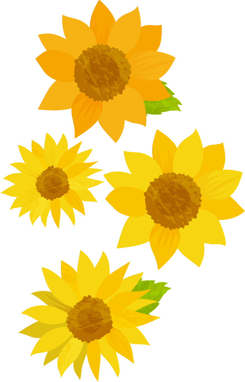 ひまわり