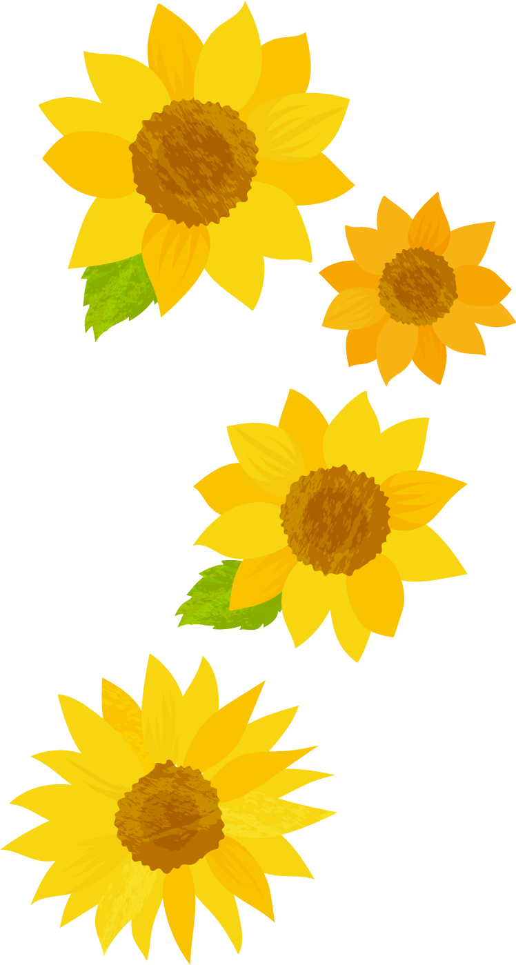 ひまわり
