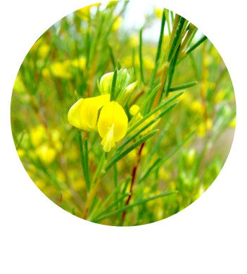 カラダにうれしいポリフェノール
