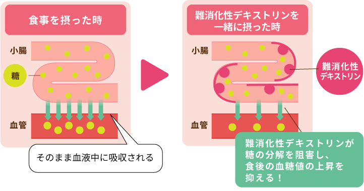 食事を摂った時 糖がそのまま血液中に吸収される 難消化性デキストリンを一緒に摂った時 難消化性デキストリンが糖の分解を阻害し、食後の血糖値の上昇を抑える！