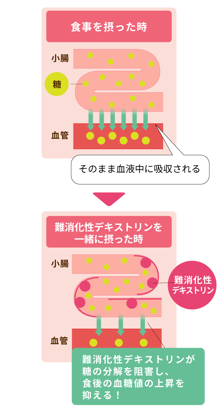 食事を摂った時 糖がそのまま血液中に吸収される 難消化性デキストリンを一緒に摂った時 難消化性デキストリンが糖の分解を阻害し、食後の血糖値の上昇を抑える！