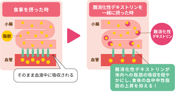 食事を摂った時 脂肪がそのまま血液中に吸収される 難消化性デキストリンを一緒に摂った時 難消化性デキストリンが体内への脂肪の吸収を穏やかにし、食後の血中中性脂肪の上昇を抑える！