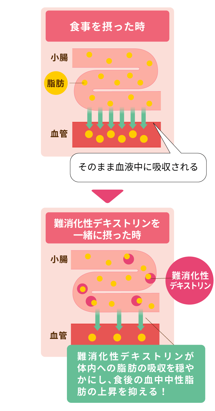 食事を摂った時 脂肪がそのまま血液中に吸収される 難消化性デキストリンを一緒に摂った時 難消化性デキストリンが体内への脂肪の吸収を穏やかにし、食後の血中中性脂肪の上昇を抑える！