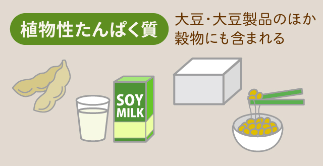 植物性たんぱく質　　　大豆・大豆製品のほか 穀物にも含まれる